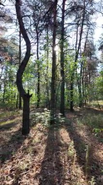 Ormanda dikey video. Orman. Yavaş çekim dikey video 4k. Uzun çam ağaçları. Ormandaki ağaçlar. Güneş dalları aydınlatıyor..