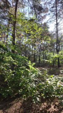 Ormanda dikey video. Orman. Yavaş çekim dikey video 4k. Uzun çam ağaçları. Ormandaki ağaçlar. Güneş dalları aydınlatıyor..