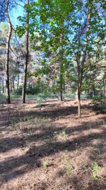 Ormanda dikey video. Orman. Yavaş çekim dikey video 4k. Uzun çam ağaçları. Ormandaki ağaçlar. Güneş dalları aydınlatıyor..