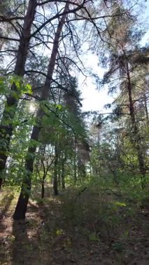 Ormanda dikey video. Orman. Yavaş çekim dikey video 4k. Uzun çam ağaçları. Ormandaki ağaçlar. Güneş dalları aydınlatıyor..