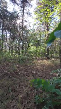 Ormanda dikey video. Orman. Yavaş çekim dikey video 4k. Uzun çam ağaçları. Ormandaki ağaçlar. Güneş dalları aydınlatıyor..