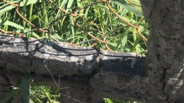 Eski tahrip olmuş beton çitler. Mermi delik deşik olmuş, bombardımandan sonra, delinmiş duvar. Ukrayna savaşı, savaş sırasında yok edilen kurşun delikleriyle beton çitleri ya da bombardımanı yok etti. Ukrayna.