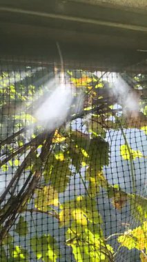 duman ve ışık. Güneş ve duman. Yeşil yapraklar ve duman. Ağaçların arasından güneş ışınları, ateşten çıkan duman, çadırlarda dinlenme konsepti..