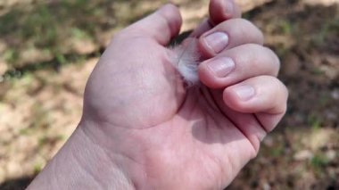 bird feather on palm. wind blows away bird feather. Video of thin white bird feather.