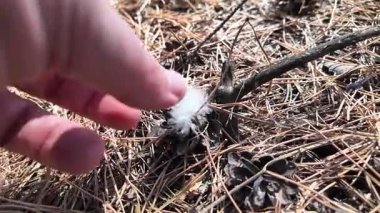 bird feather on palm. wind blows away bird feather. Video of thin white bird feather.