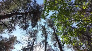 view from below on tree trunks. tall trees against blue sky. 4k 60fps. Tall pine trees. Majestic view of forest from below. Sunlight through branches. Forest ecosystem Wildlife