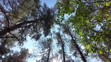 view from below on tree trunks. tall trees against blue sky. 4k 60fps. Tall pine trees. Majestic view of forest from below. Sunlight through branches. Forest ecosystem Wildlife
