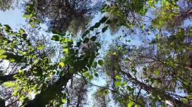 view from below on tree trunks. tall trees against blue sky. 4k 60fps. Tall pine trees. Majestic view of forest from below. Sunlight through branches. Forest ecosystem Wildlife