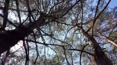 view from below on tree trunks. tall trees against blue sky. 4k 60fps. Tall pine trees. Majestic view of forest from below. Sunlight through branches. Forest ecosystem Wildlife