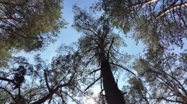 view from below on tree trunks. tall trees against blue sky. 4k 60fps. Tall pine trees. Majestic view of forest from below. Sunlight through branches. Forest ecosystem Wildlife