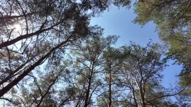 view from below on tree trunks. tall trees against blue sky. 4k 60fps. Tall pine trees. Majestic view of forest from below. Sunlight through branches. Forest ecosystem Wildlife