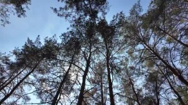 view from below on tree trunks. tall trees against blue sky. 4k 60fps. Tall pine trees. Majestic view of forest from below. Sunlight through branches. Forest ecosystem Wildlife