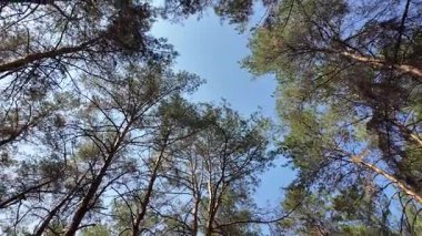 view from below on tree trunks. tall trees against blue sky. 4k 60fps. Tall pine trees. Majestic view of forest from below. Sunlight through branches. Forest ecosystem Wildlife