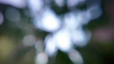 abstract nature background. green blurred background. dark background. blurred video. bubbles.