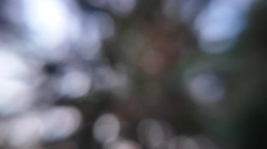 abstract nature background. green blurred background. dark background. blurred video. bubbles.