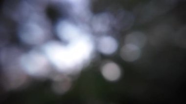 abstract nature background. green blurred background. dark background. blurred video. bubbles.