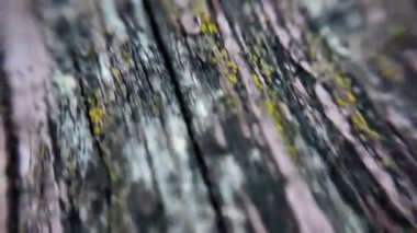 super macro video wood texture. wood fibers. old paint macro video. abstract background.