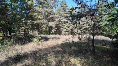 pine forest. walk in the forest. 4k video 24 frames and motion blur. walk in the forest. Ukraine