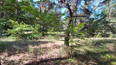 pine forest. walk in the forest. 4k video 24 frames and motion blur. walk in the forest. Ukraine