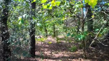 pine forest. walk in the forest. 4k video 24 frames and motion blur. walk in the forest. Ukraine