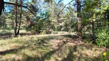 pine forest. walk in the forest. 4k video 24 frames and motion blur. walk in the forest. Ukraine