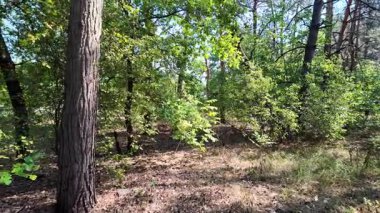 pine forest. walk in the forest. 4k video 24 frames and motion blur. walk in the forest. Ukraine