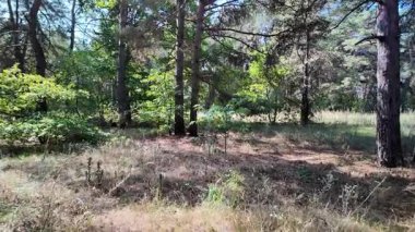 pine forest. walk in the forest. 4k video 24 frames and motion blur. walk in the forest. Ukraine