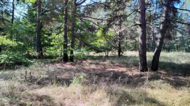 pine forest. walk in the forest. 4k video 24 frames and motion blur. walk in the forest. Ukraine