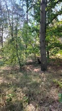 pine forest. walk in the forest. 4k video 24 frames and motion blur. walk in the forest. Ukraine