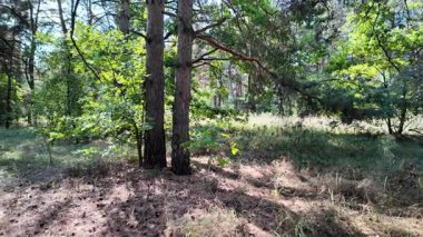 pine forest. walk in the forest. 4k video 24 frames and motion blur. walk in the forest. Ukraine