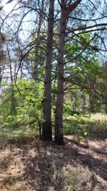 pine forest. walk in the forest. 4k video 24 frames and motion blur. walk in the forest. Ukraine