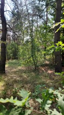 pine forest. walk in the forest. 4k video 24 frames and motion blur. walk in the forest. Ukraine