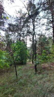 pine forest. walk in the forest. 4k video 24 frames and motion blur. walk in the forest. Ukraine