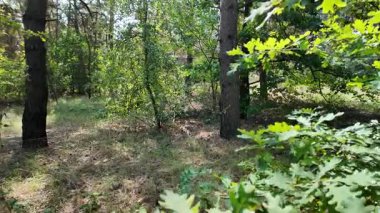 pine forest. walk in the forest. 4k video 24 frames and motion blur. walk in the forest. Ukraine