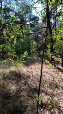 pine forest. walk in the forest. 4k video 24 frames and motion blur. walk in the forest. Ukraine