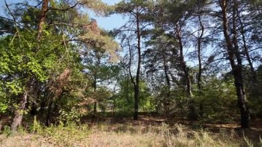pine forest. walk in the forest. 4k video 24 frames and motion blur. walk in the forest. Ukraine