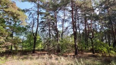 pine forest. walk in the forest. 4k video 24 frames and motion blur. walk in the forest. Ukraine
