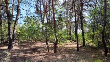 pine forest. walk in the forest. 4k video 24 frames and motion blur. walk in the forest. Ukraine