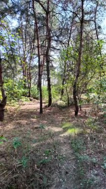 pine forest. walk in the forest. 4k video 24 frames and motion blur. walk in the forest. Ukraine