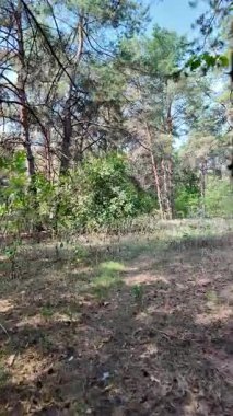 pine forest. walk in the forest. 4k video 24 frames and motion blur. walk in the forest. Ukraine