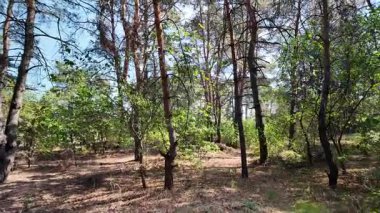 pine forest. walk in the forest. 4k video 24 frames and motion blur. walk in the forest. Ukraine