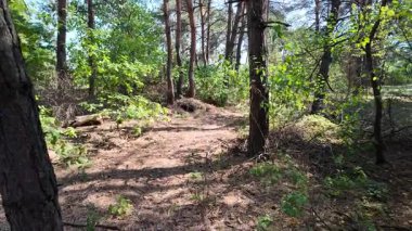 pine forest. walk in the forest. 4k video 24 frames and motion blur. walk in the forest. Ukraine