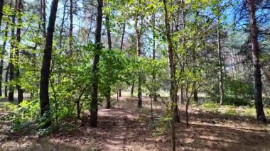 pine forest. walk in the forest. 4k video 24 frames and motion blur. walk in the forest. Ukraine