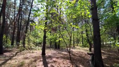 pine forest. walk in the forest. 4k video 24 frames and motion blur. walk in the forest. Ukraine
