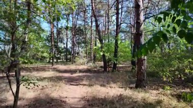 pine forest. walk in the forest. 4k video 24 frames and motion blur. walk in the forest. Ukraine