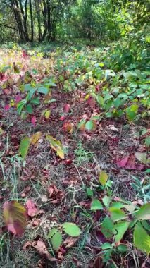 colorful autumn leaves. red and yellow leaves on the ground. wild grapes in autumn. climbing plants. autumn footage. nature background.