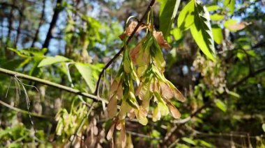 Box Elder tree with red catkins. tree with catkins. Maple seeds in a mountain forest. green foliage on maple tree in spring bloom, beautiful new leaves and flowers