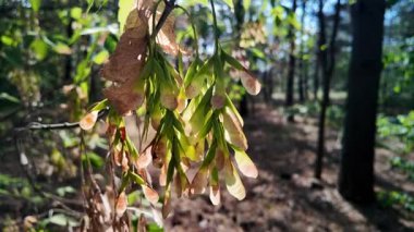 Box Elder tree with red catkins. tree with catkins. Maple seeds in a mountain forest. green foliage on maple tree in spring bloom, beautiful new leaves and flowers