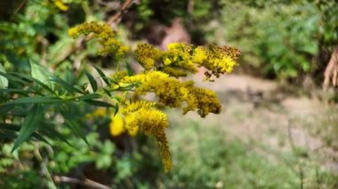 yellow wild flowers. grass blooms with yellow flowers. Solidago canadensis. Vitex yellow wild flower. Common loosestrife Lysimachia vulgaris. Goldenrod Mimosa. Garden Mimosa. Solidago Gold King