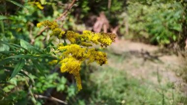 yellow wild flowers. grass blooms with yellow flowers. Solidago canadensis. Vitex yellow wild flower. Common loosestrife Lysimachia vulgaris. Goldenrod Mimosa. Garden Mimosa. Solidago Gold King